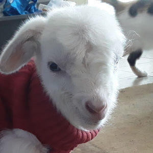 Meet your Posher, Destiny